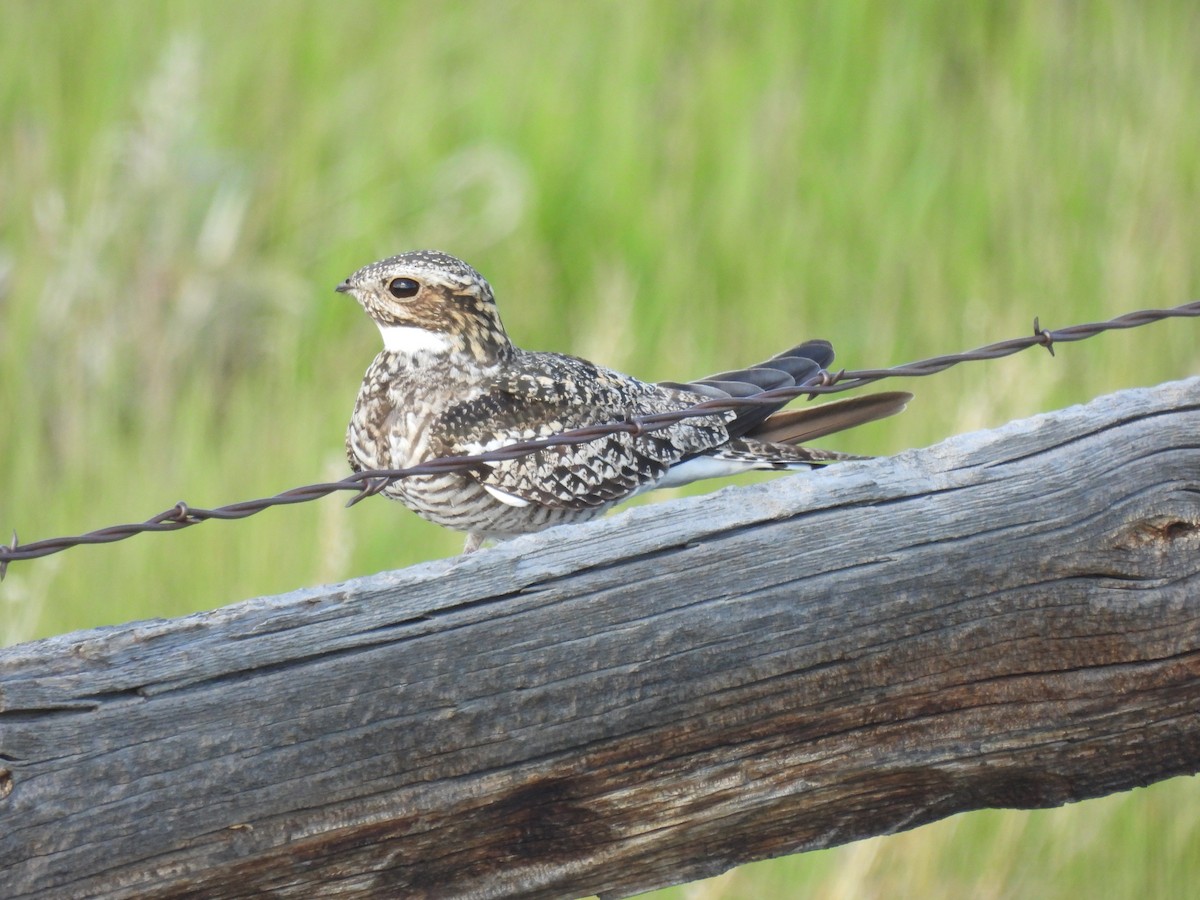 Common Nighthawk - ML620629898