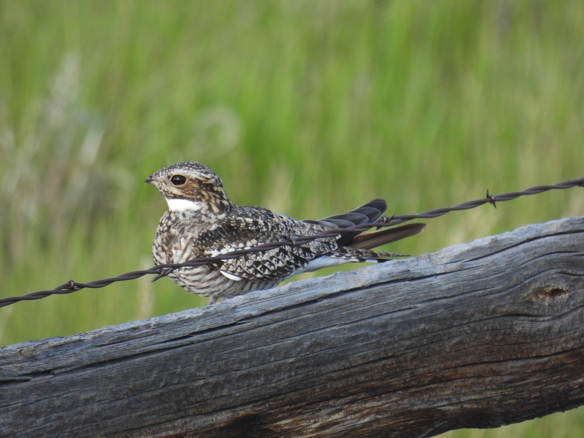 Common Nighthawk - ML620629901