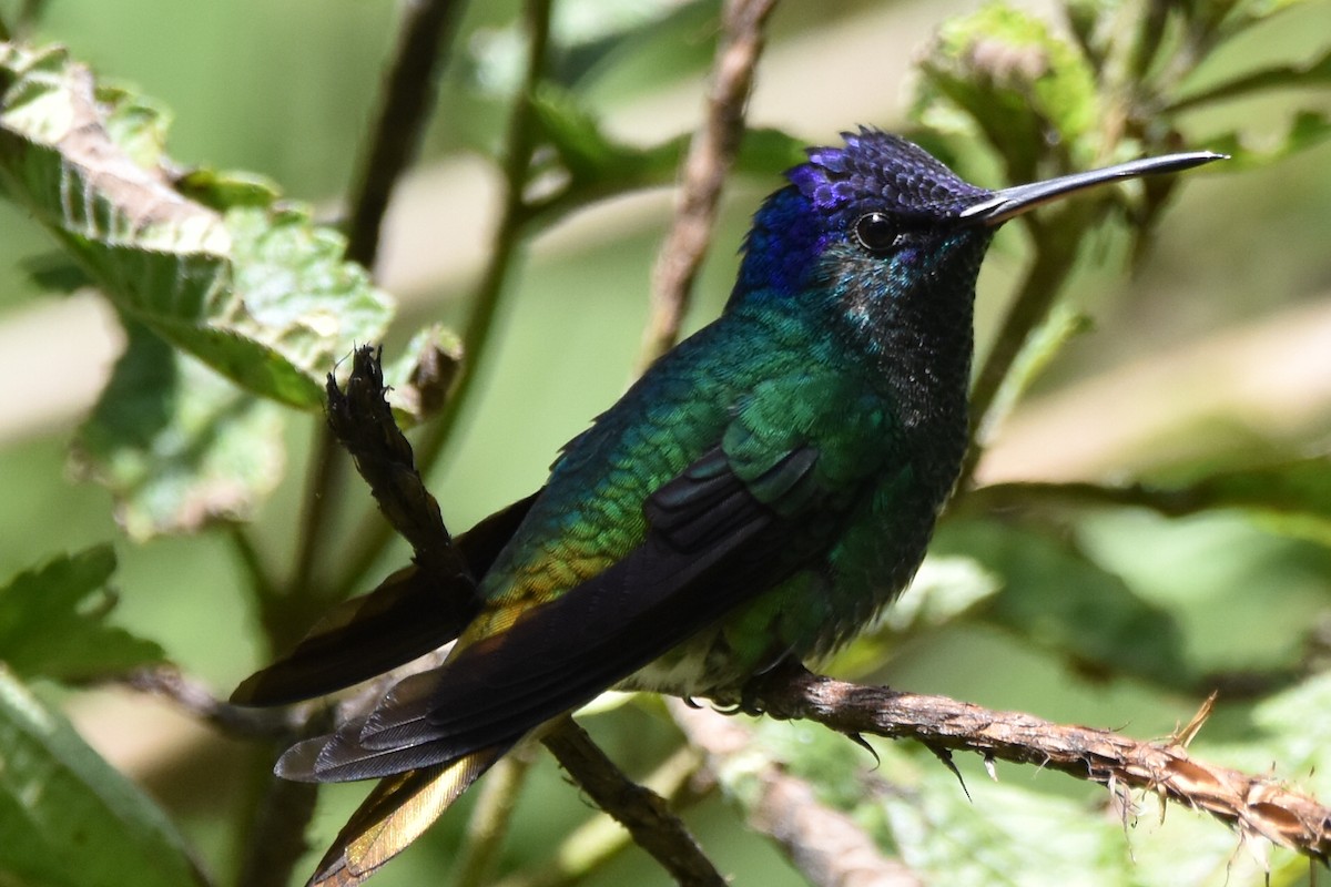 Golden-tailed Sapphire - Alejandro Arana