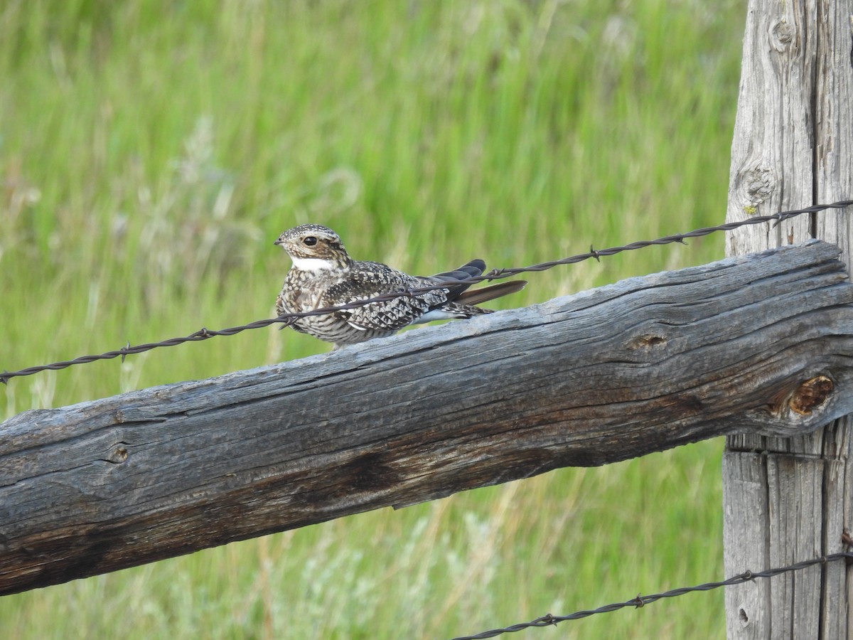 Common Nighthawk - ML620629903