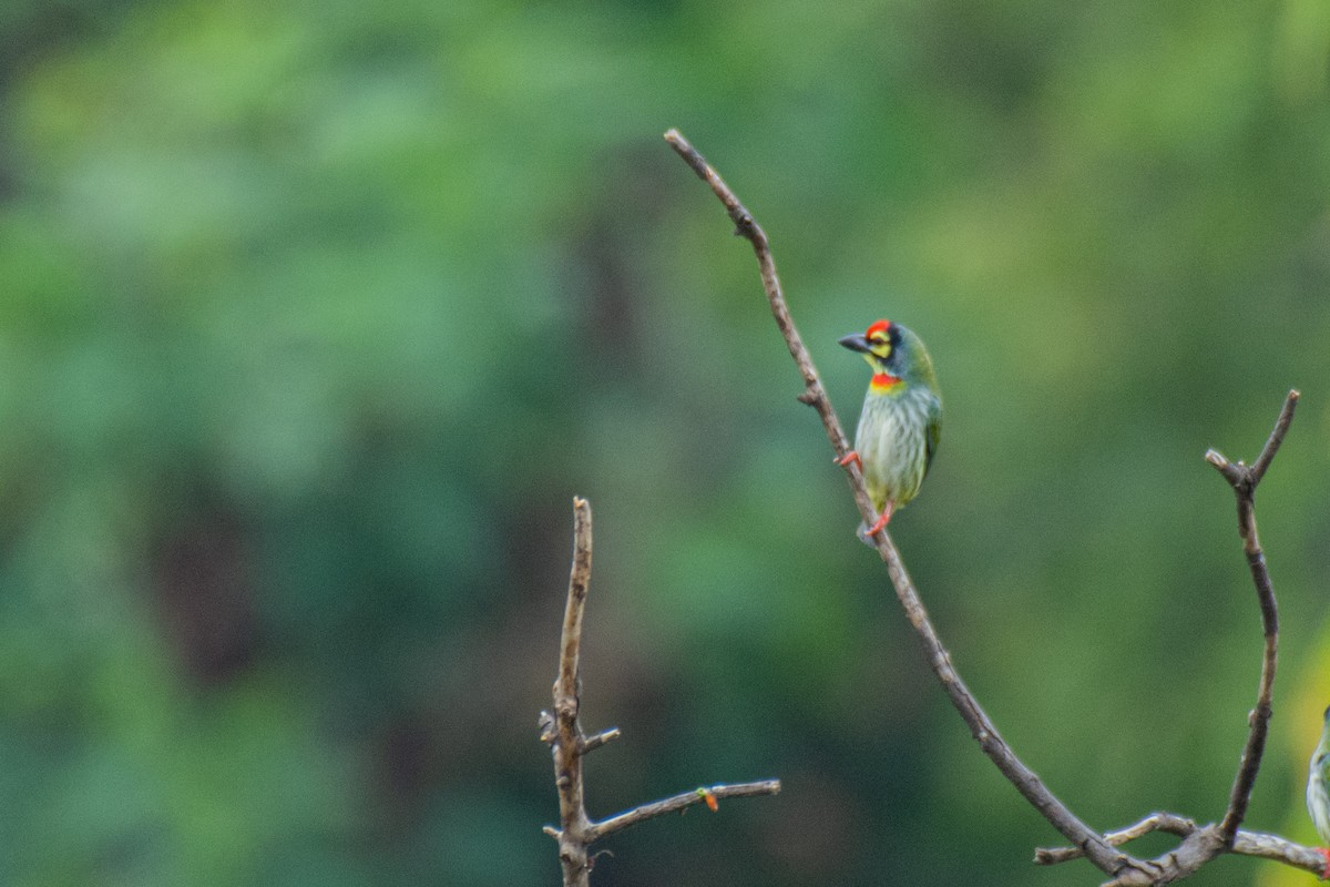 Coppersmith Barbet - Aneesh Sasidevan