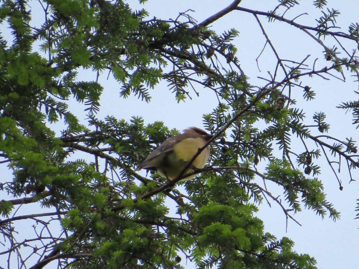 Cedar Waxwing - ML620629909