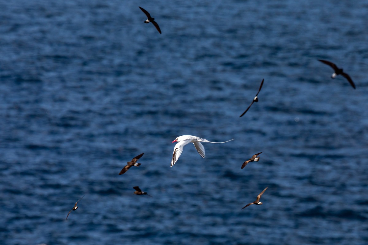 Red-billed Tropicbird - ML620629912