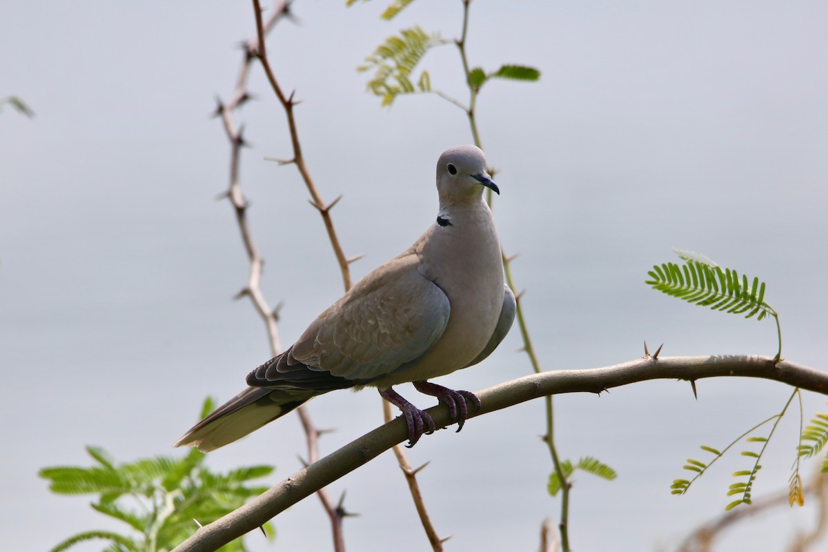 Eurasian Collared-Dove - Saji P Mathew OFM