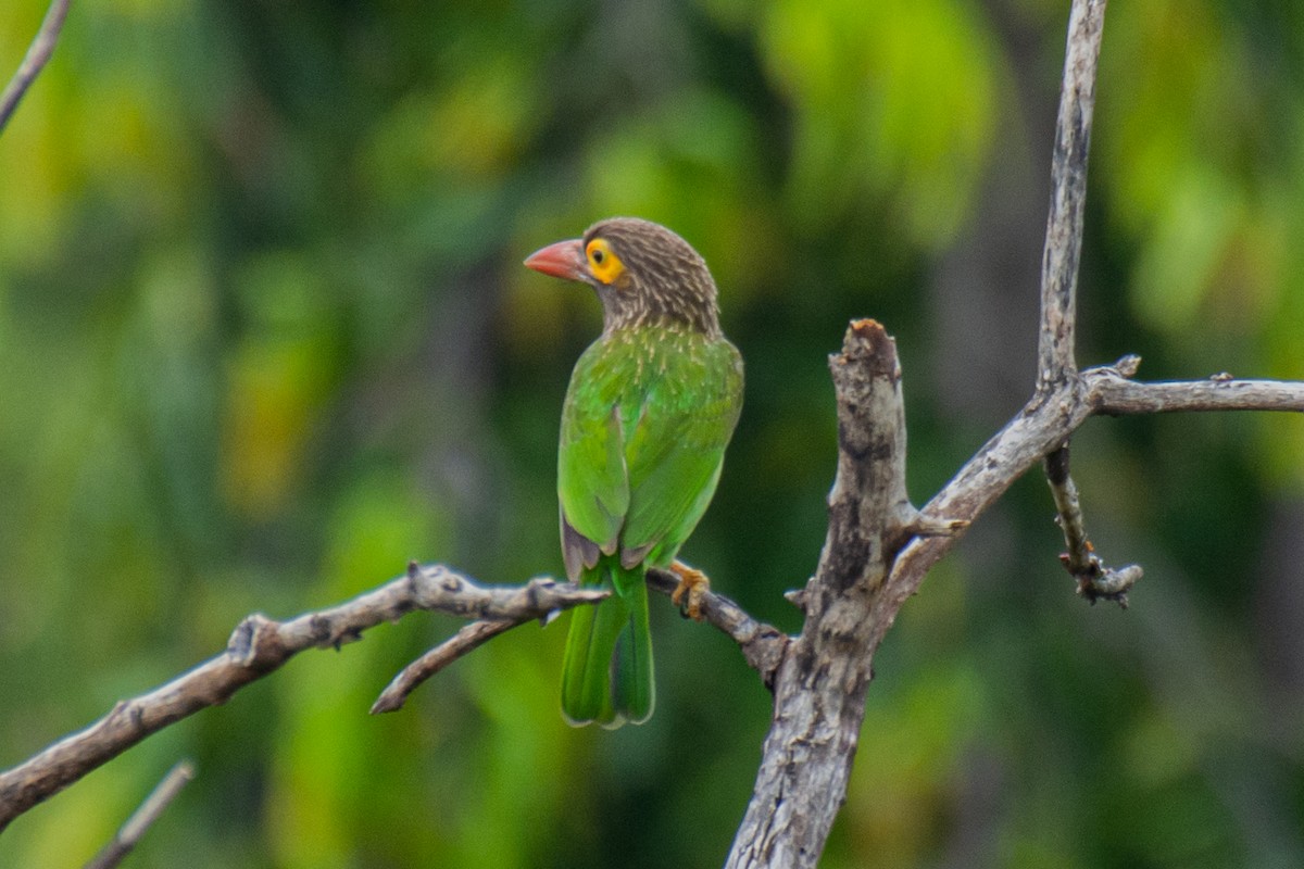 Braunkopf-Bartvogel - ML620629915