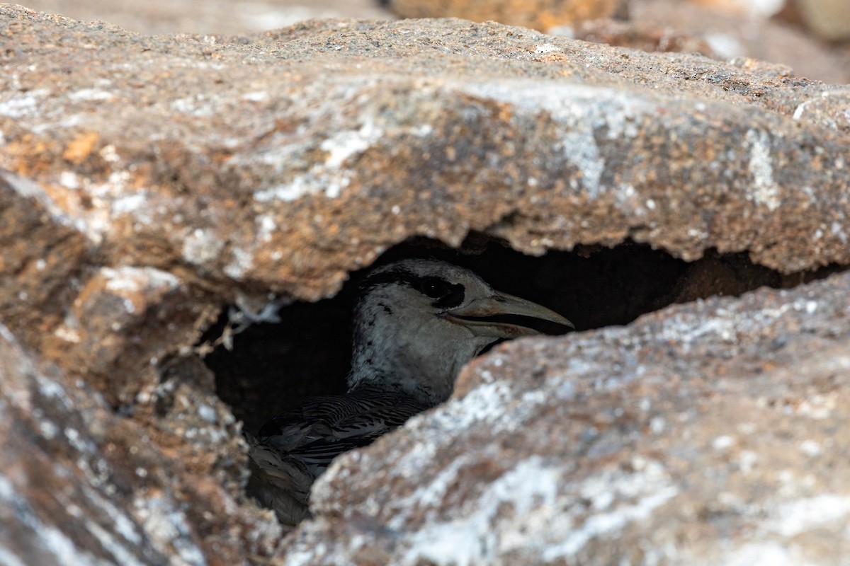 Red-billed Tropicbird - ML620629916