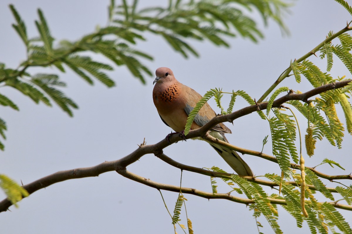 Laughing Dove - ML620629917