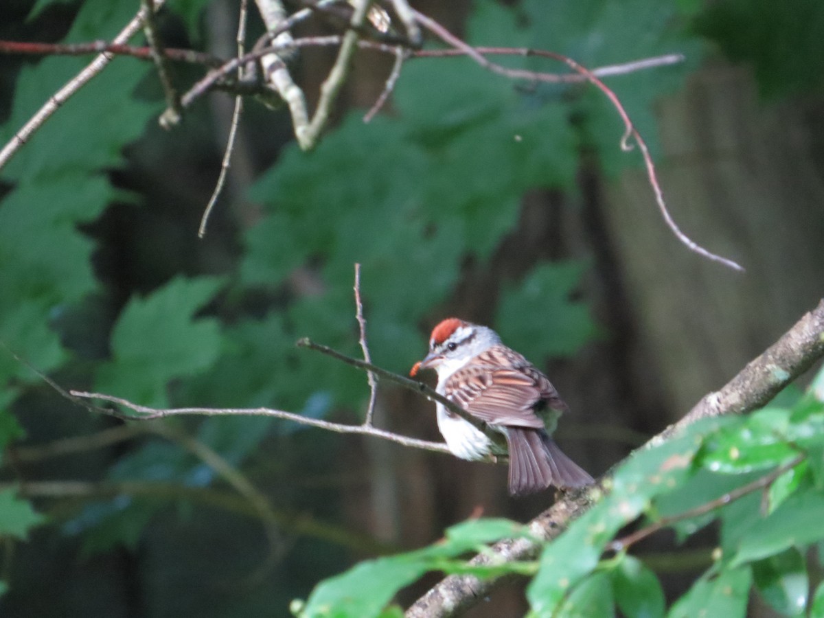 Chipping Sparrow - ML620629919