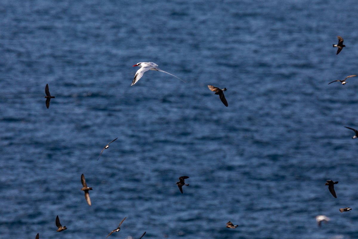 Red-billed Tropicbird - ML620629920