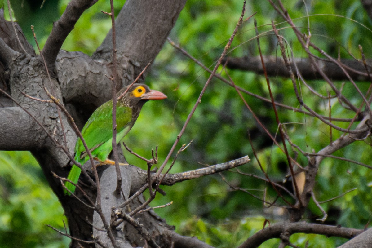 Kahverengi Başlı Barbet - ML620629921