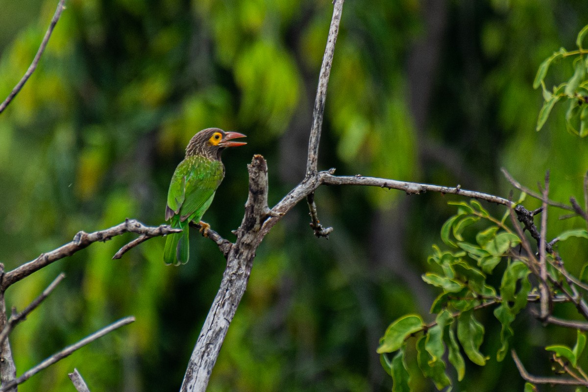 Brown-headed Barbet - ML620629923