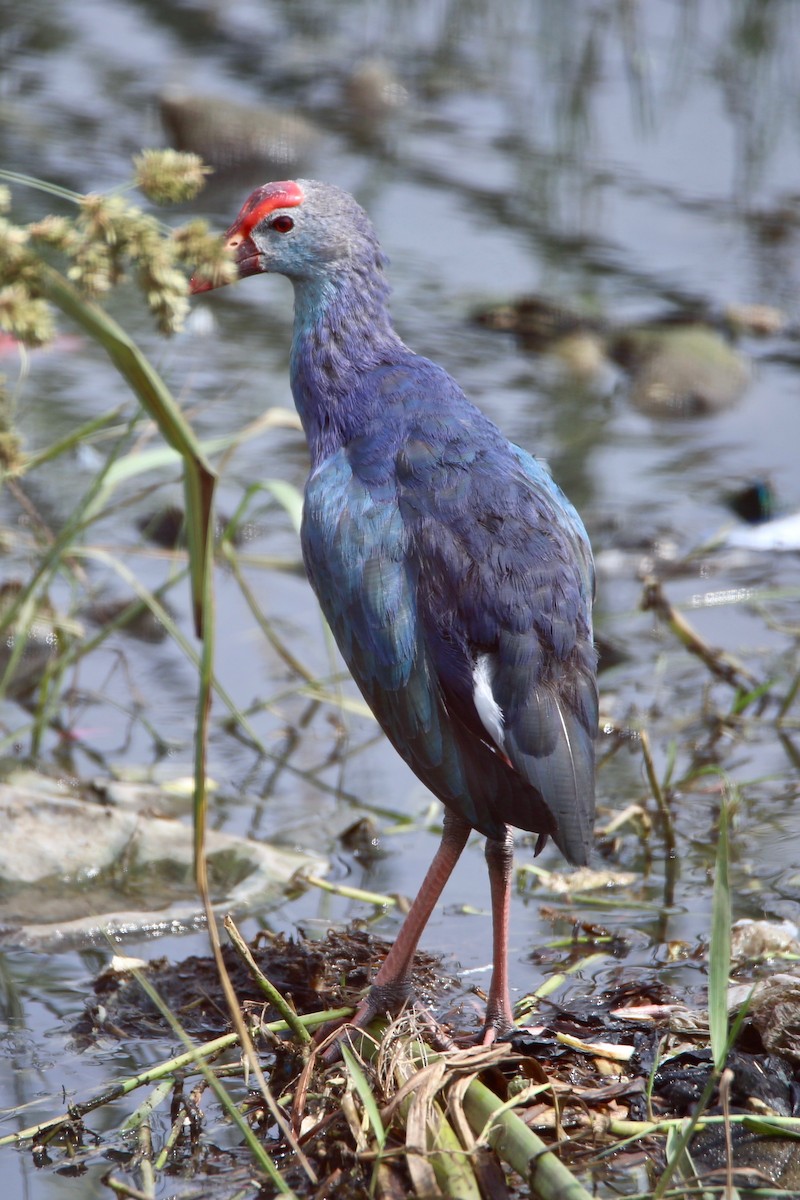 Pollo sultano testagrigia - ML620629928