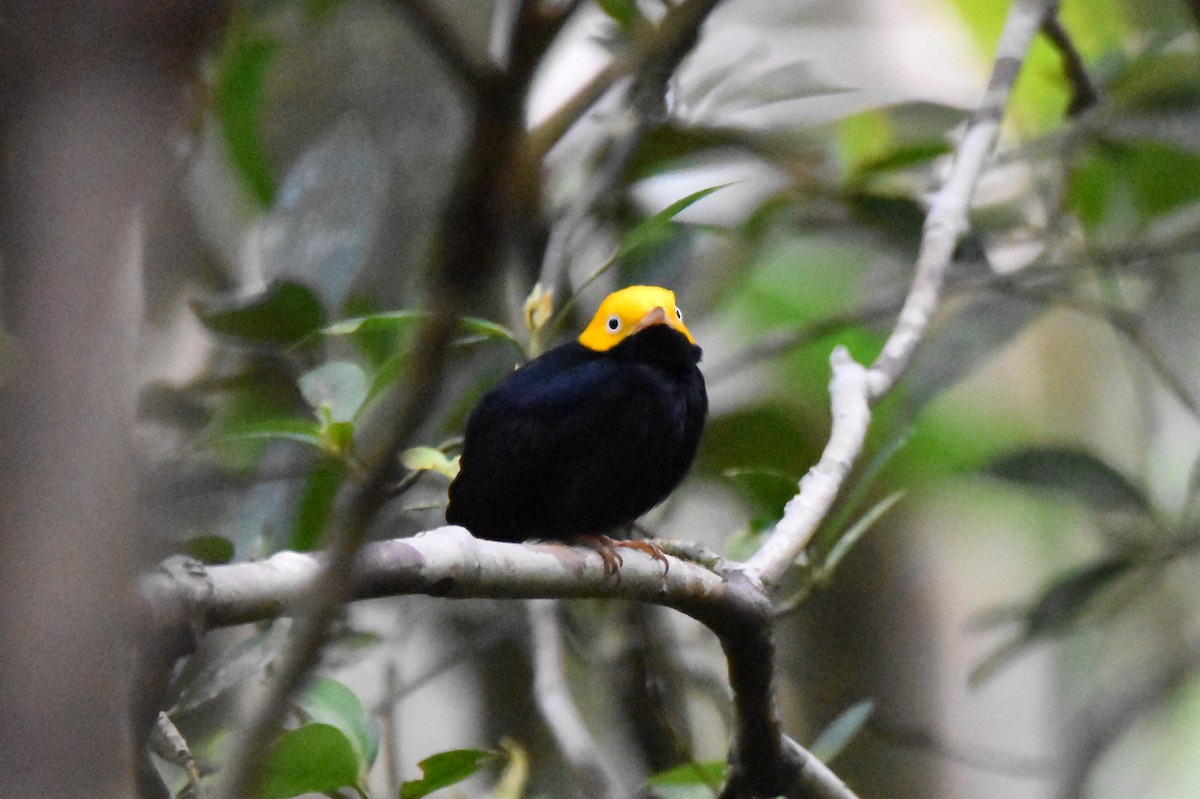 Manakin à tête d'or - ML620629929