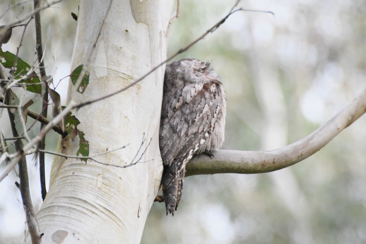 Tawny Frogmouth - ML620629930