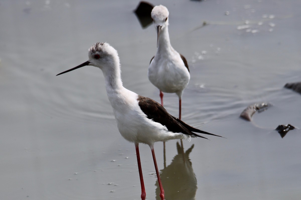 Black-winged Stilt - ML620629932