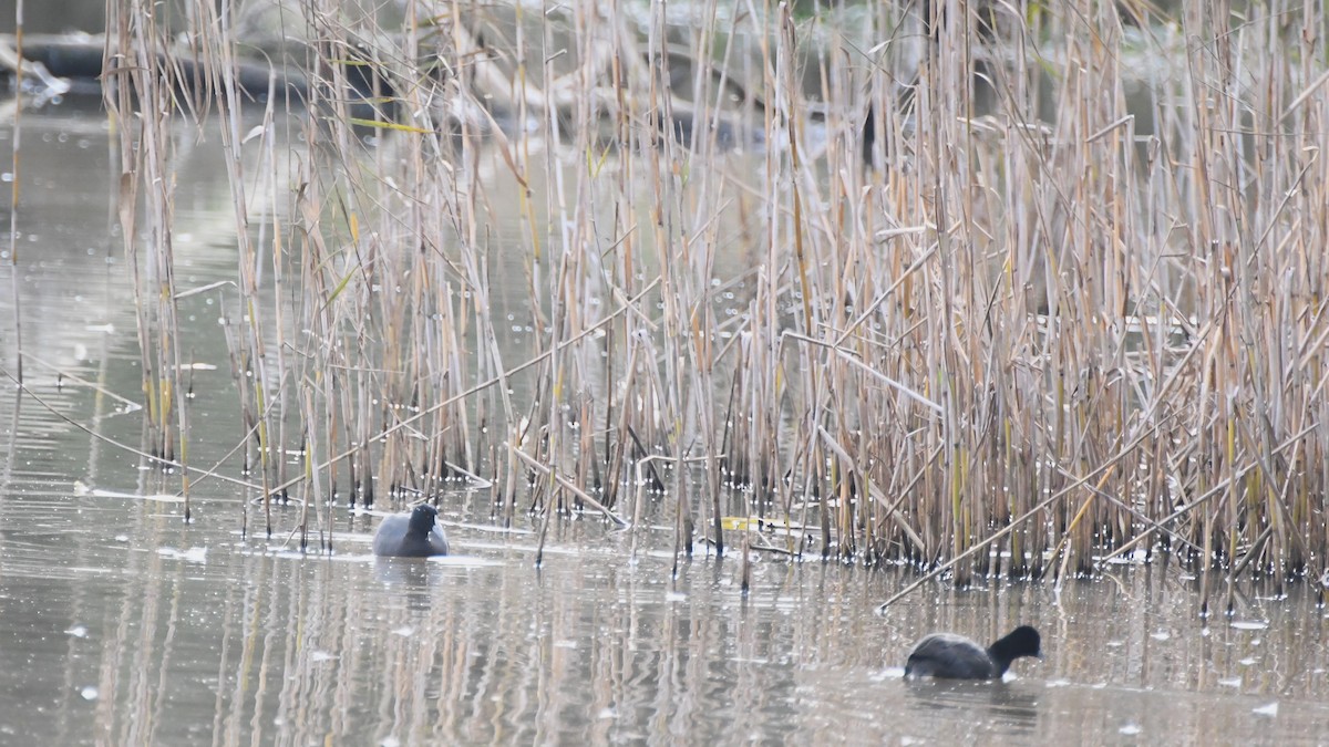 Eurasian Coot - ML620629935