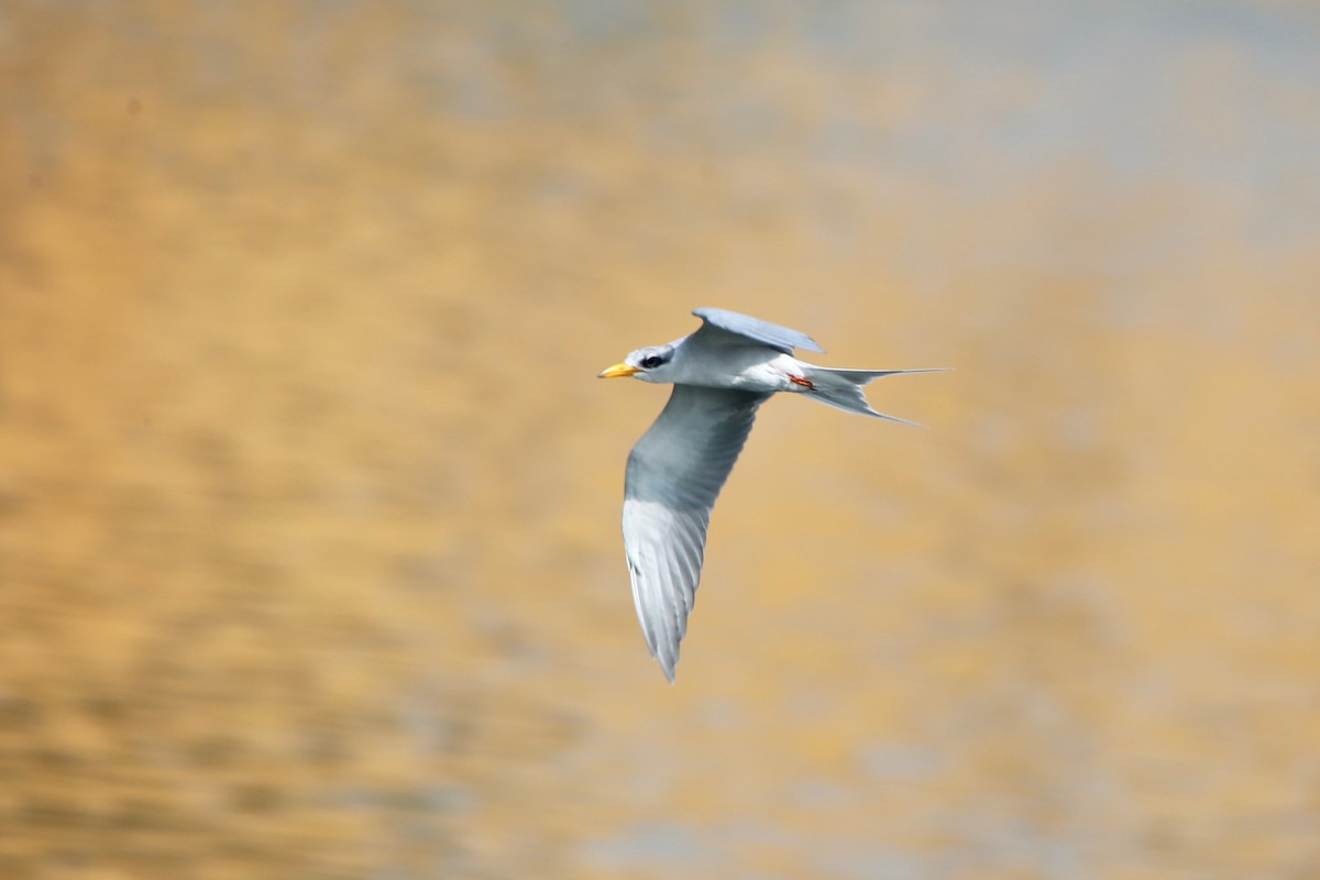 Whiskered Tern - ML620629942