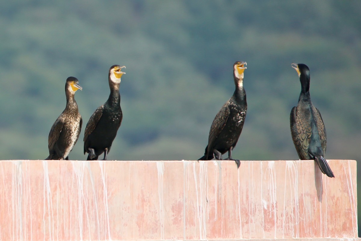 Great Cormorant - ML620629945