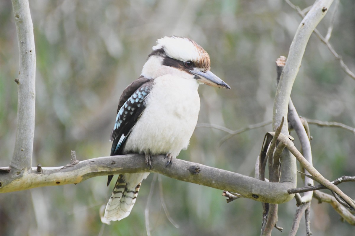 Laughing Kookaburra - ML620629946