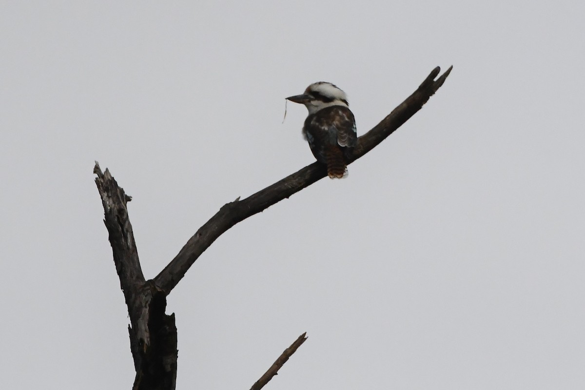 Laughing Kookaburra - Michael Louey