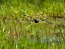 Black Tern - ML620629952