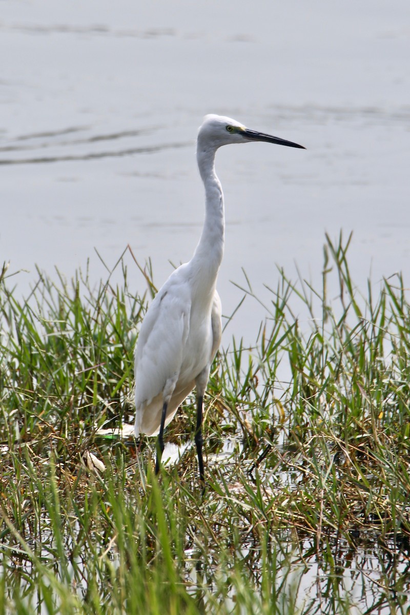 Little Egret - ML620629953