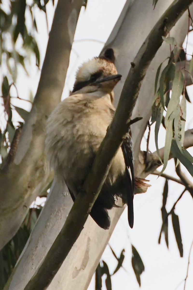 Laughing Kookaburra - ML620629954