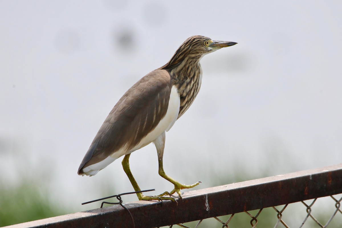 Indian Pond-Heron - ML620629955