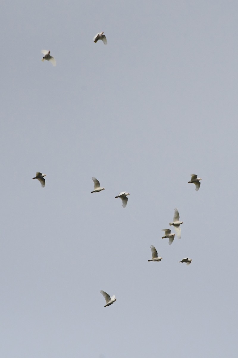 Long-billed Corella - ML620629957