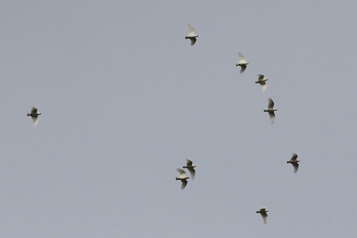 Long-billed Corella - ML620629960