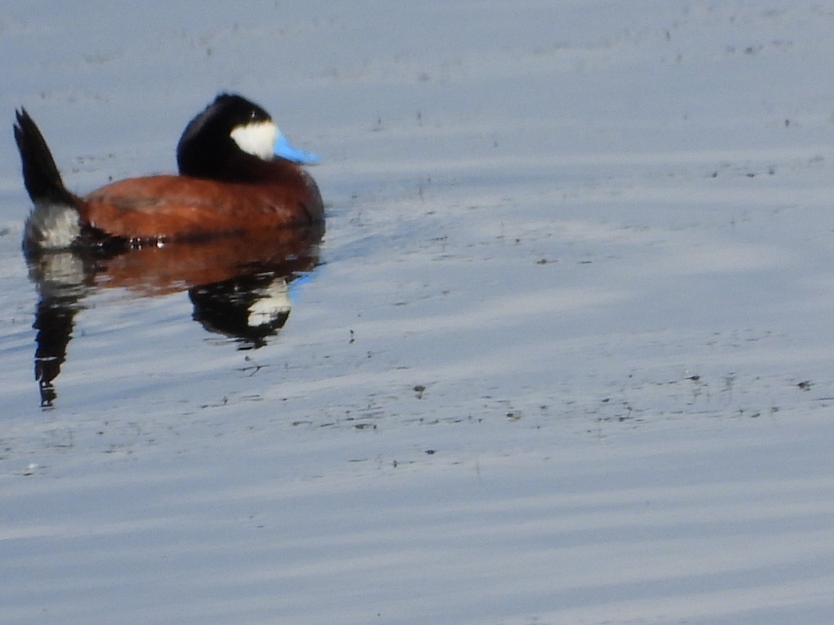 Ruddy Duck - ML620629961