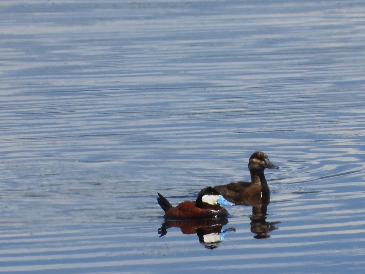 Ruddy Duck - ML620629963