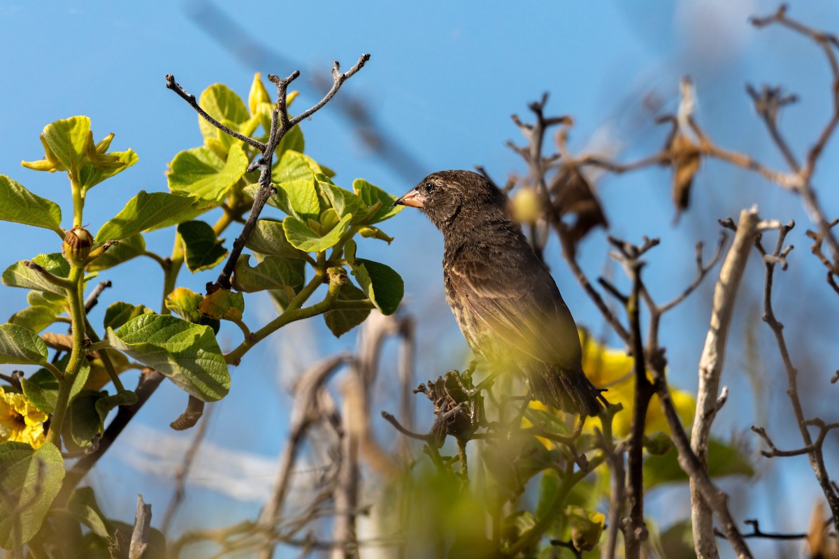 Genovesa Ground-Finch - ML620629964