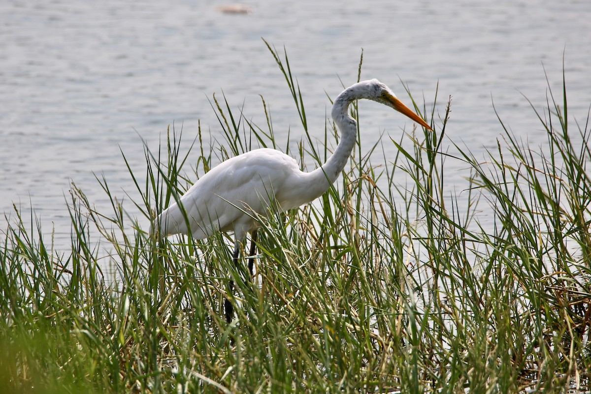 Great Egret - ML620629966