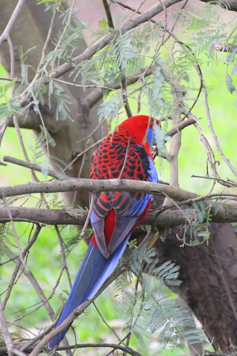 アカクサインコ（elegans グループ） - ML620629967