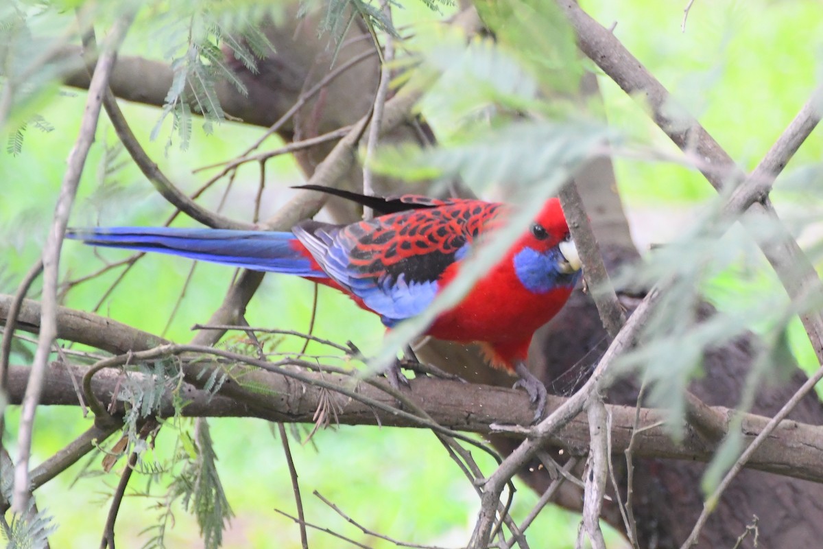 アカクサインコ（elegans グループ） - ML620629968