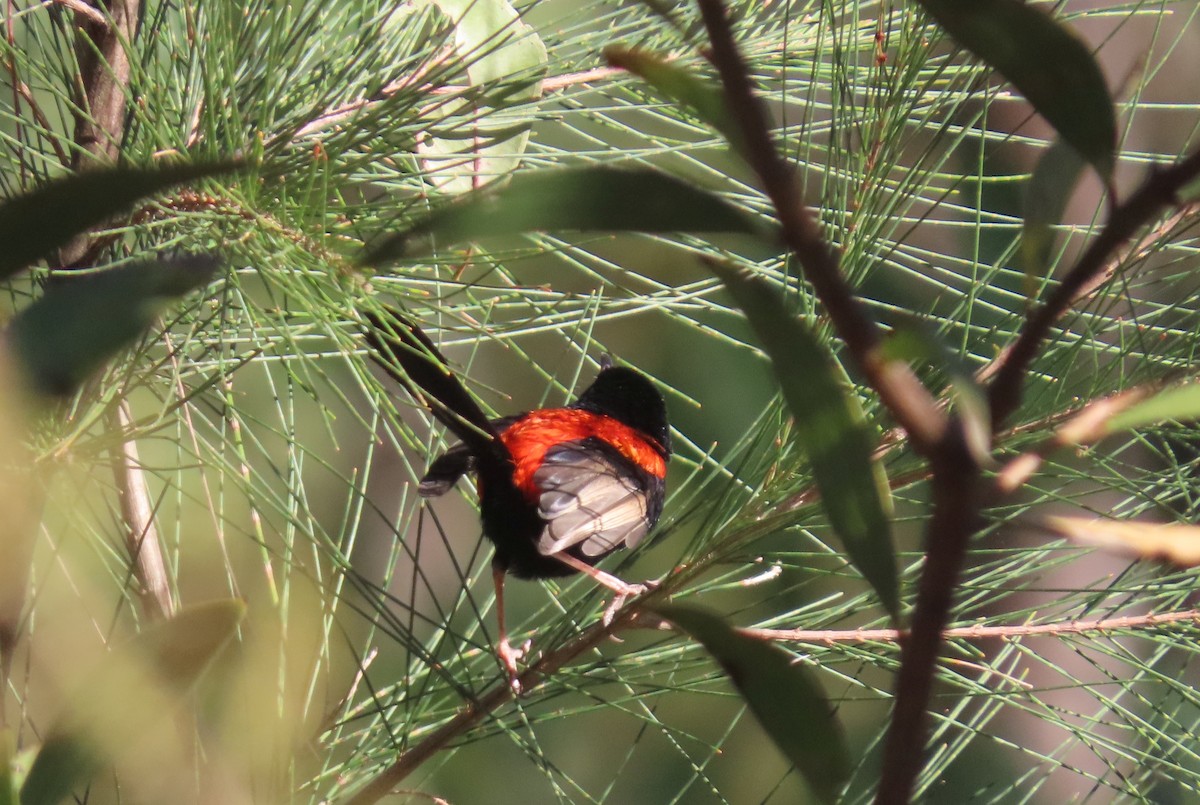 Red-backed Fairywren - ML620629969