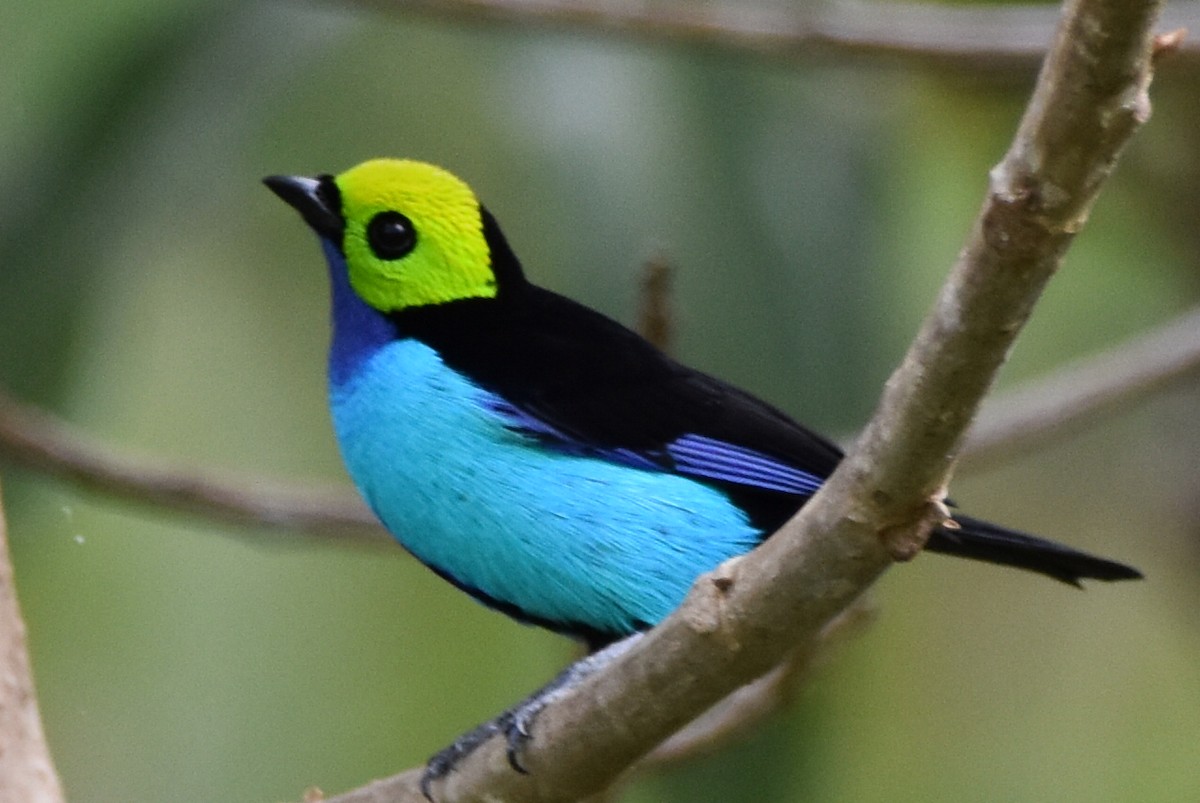 Paradise Tanager - ML620629971