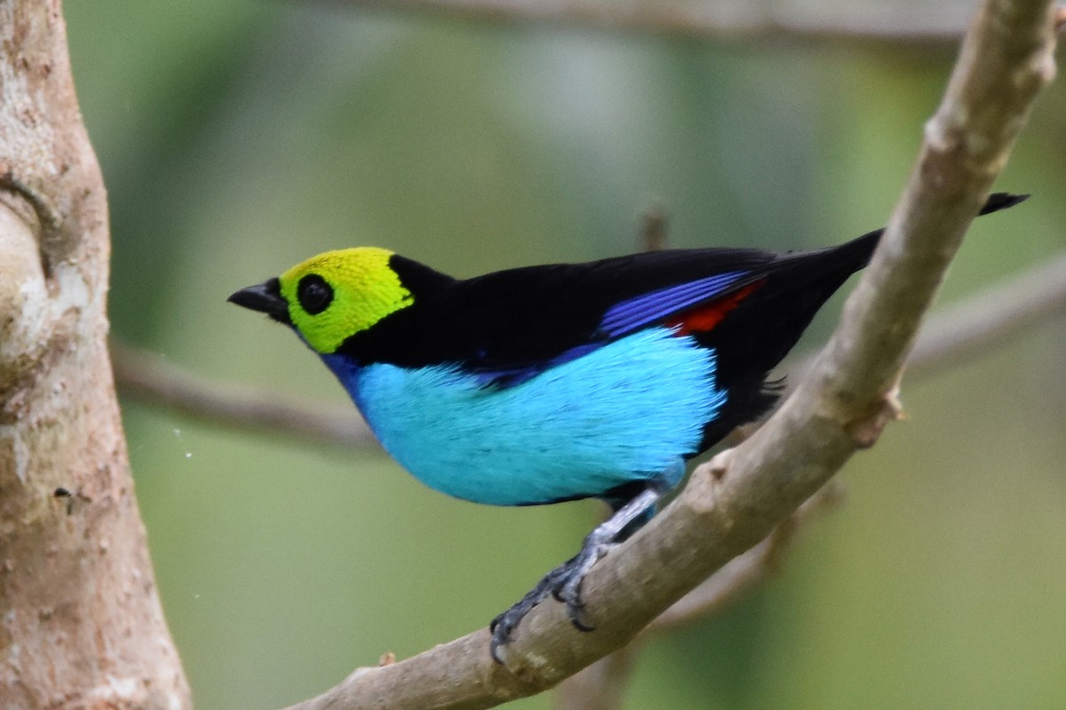 Paradise Tanager - ML620629972