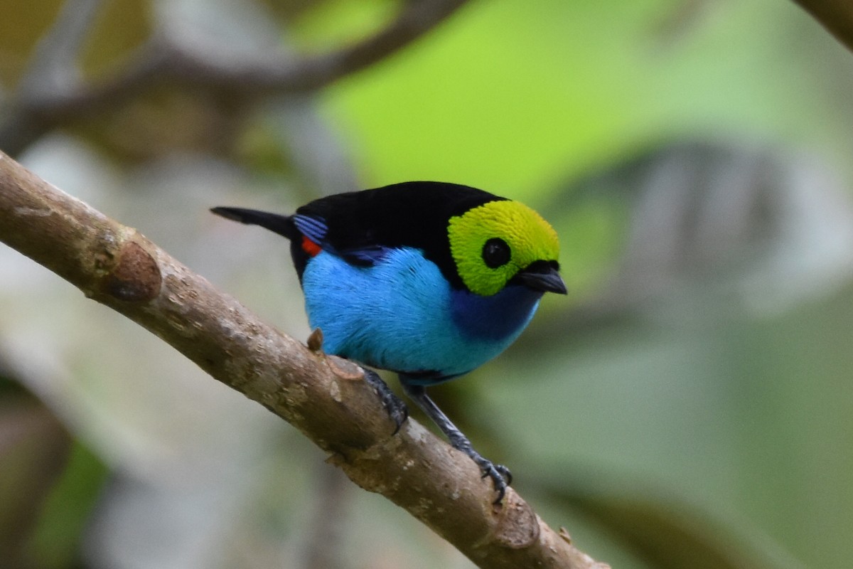 Paradise Tanager - ML620629973