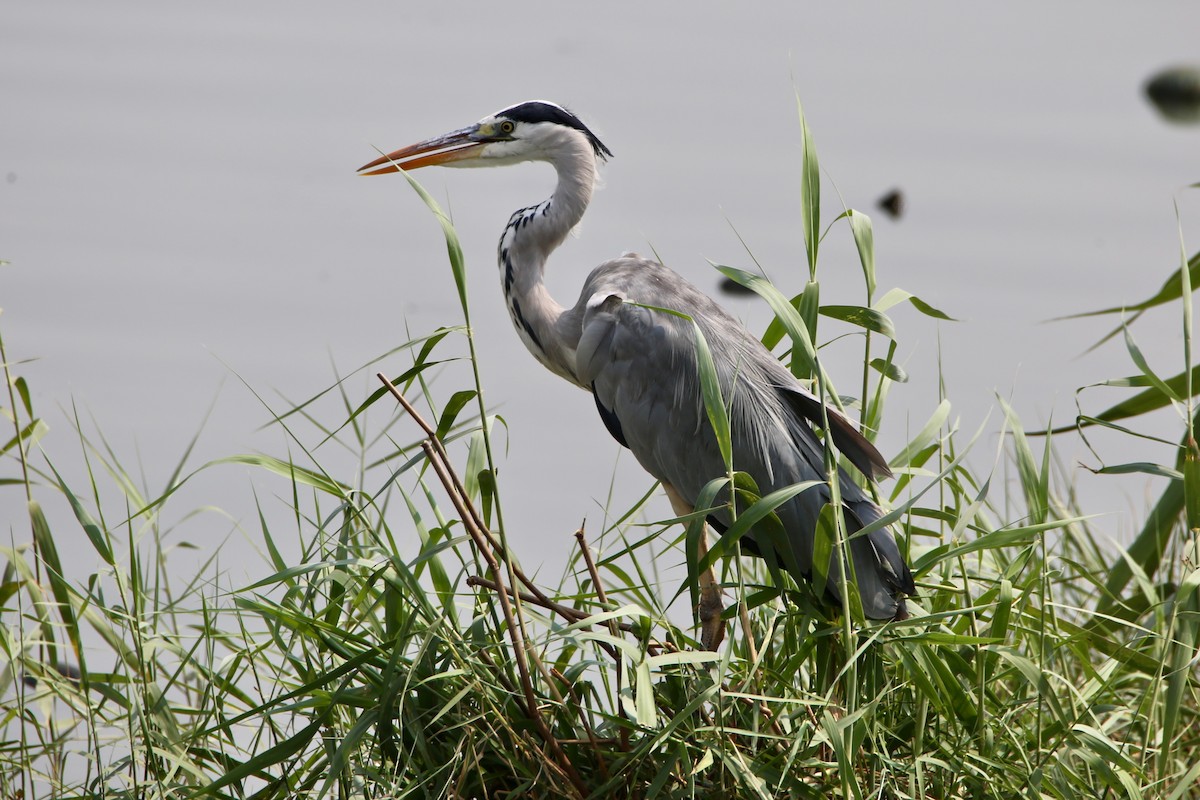 Gray Heron - Saji P Mathew OFM