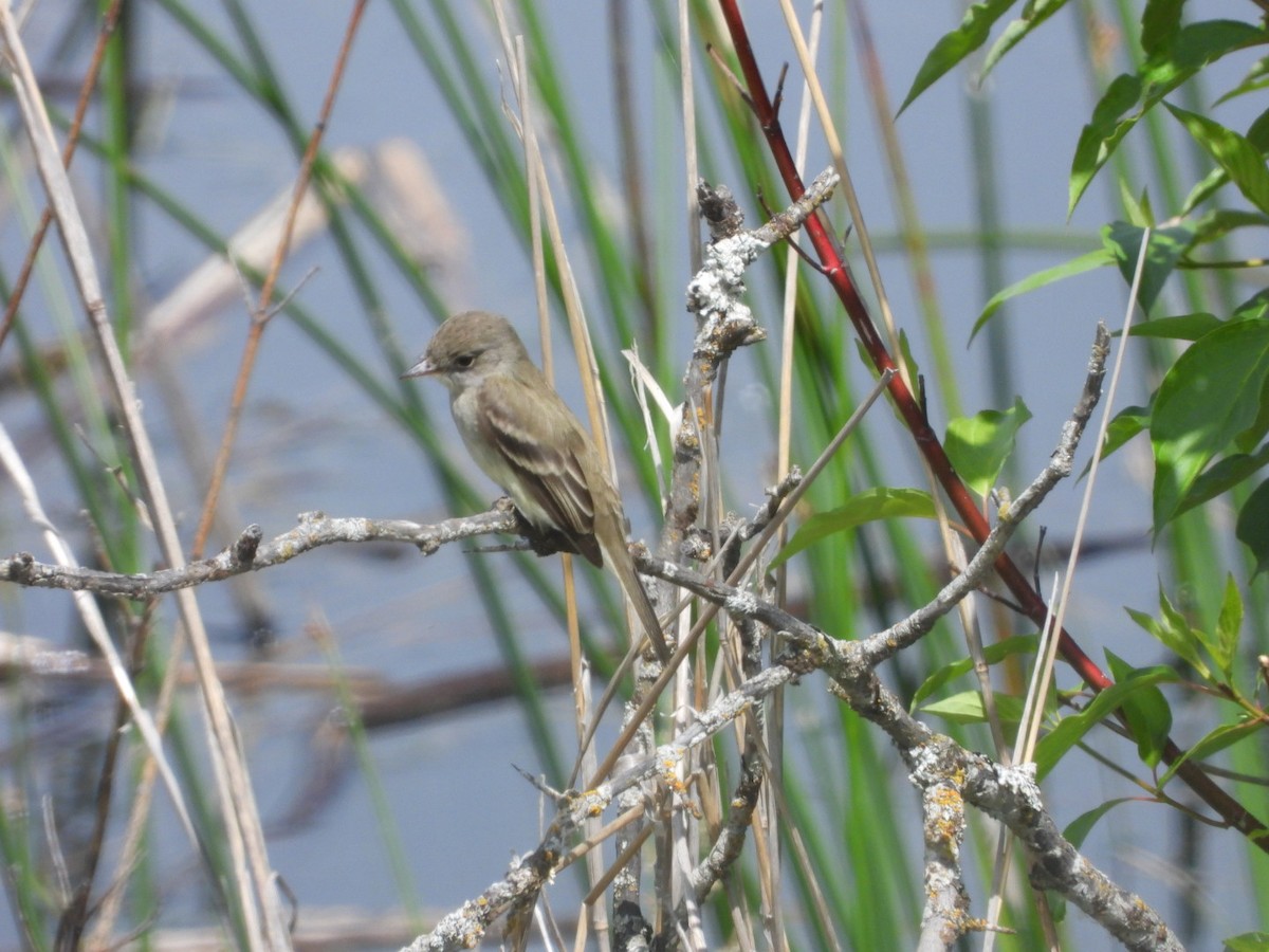 Willow Flycatcher - ML620629980