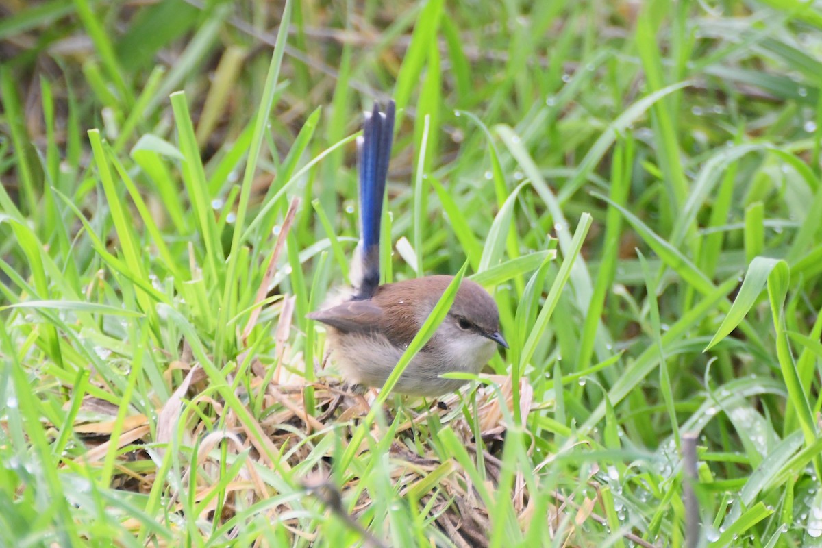 Superb Fairywren - ML620629983