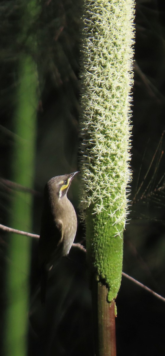 Yellow-faced Honeyeater - ML620629986