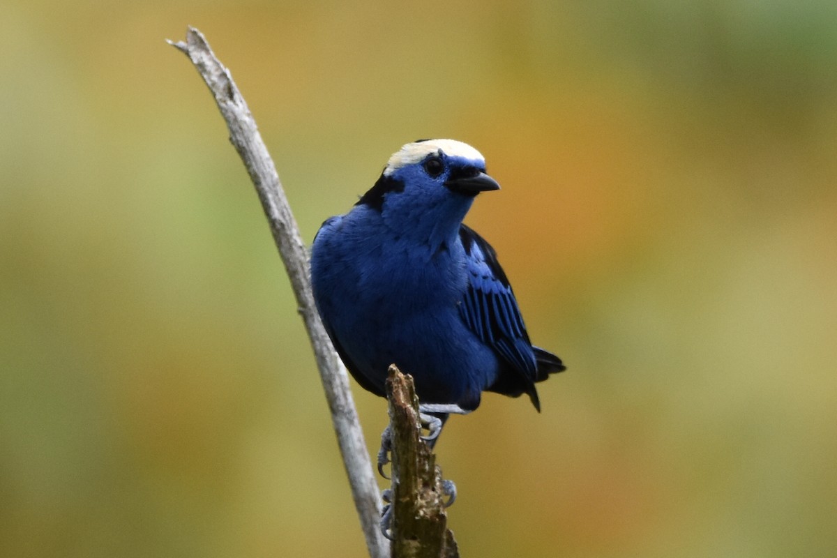 Opal-crowned Tanager - ML620629987