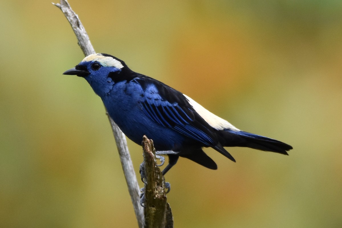 Opal-crowned Tanager - ML620629988