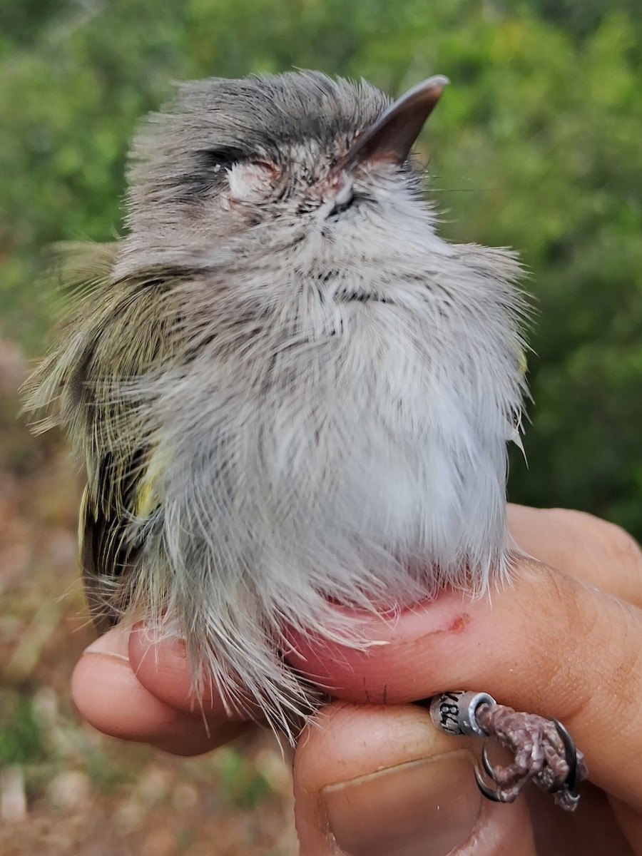 Pearly-vented Tody-Tyrant - ML620629990