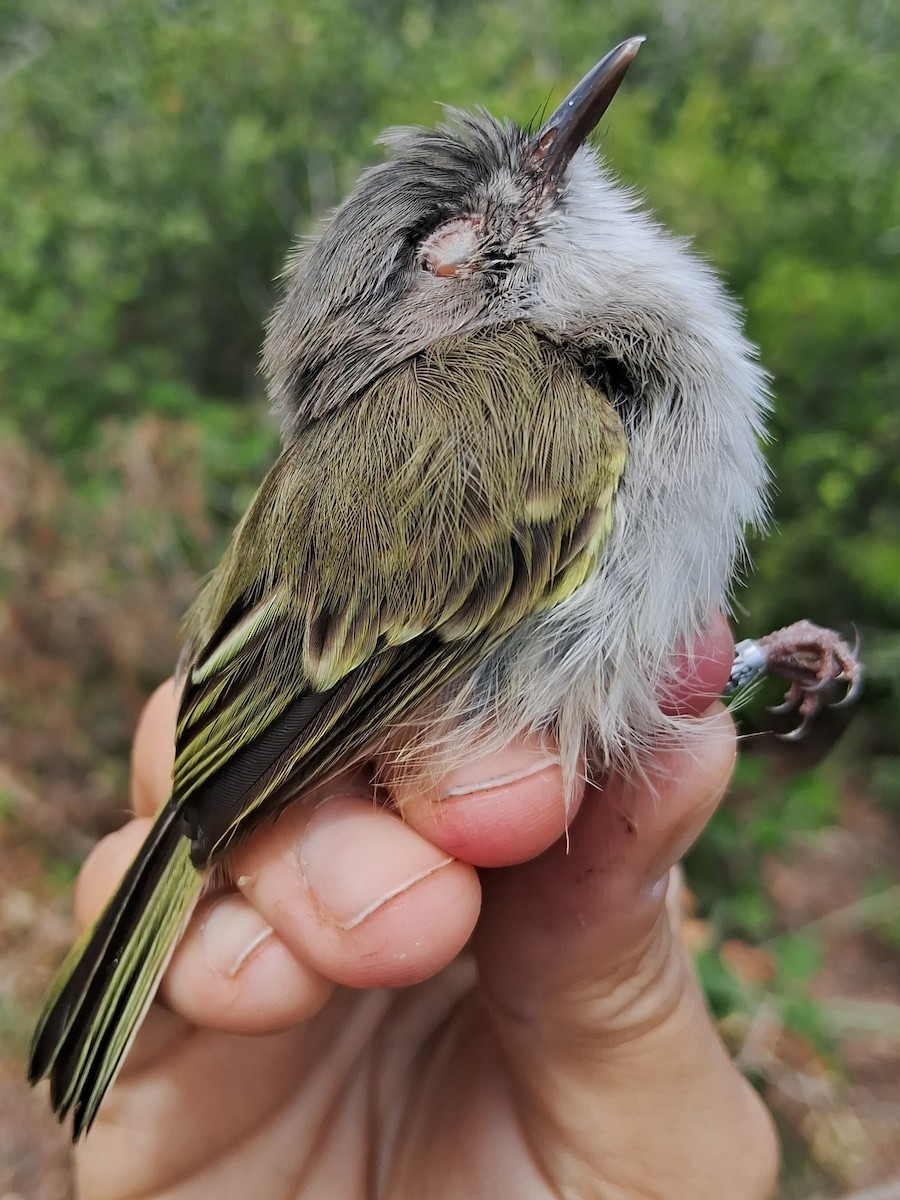 Pearly-vented Tody-Tyrant - ML620629991