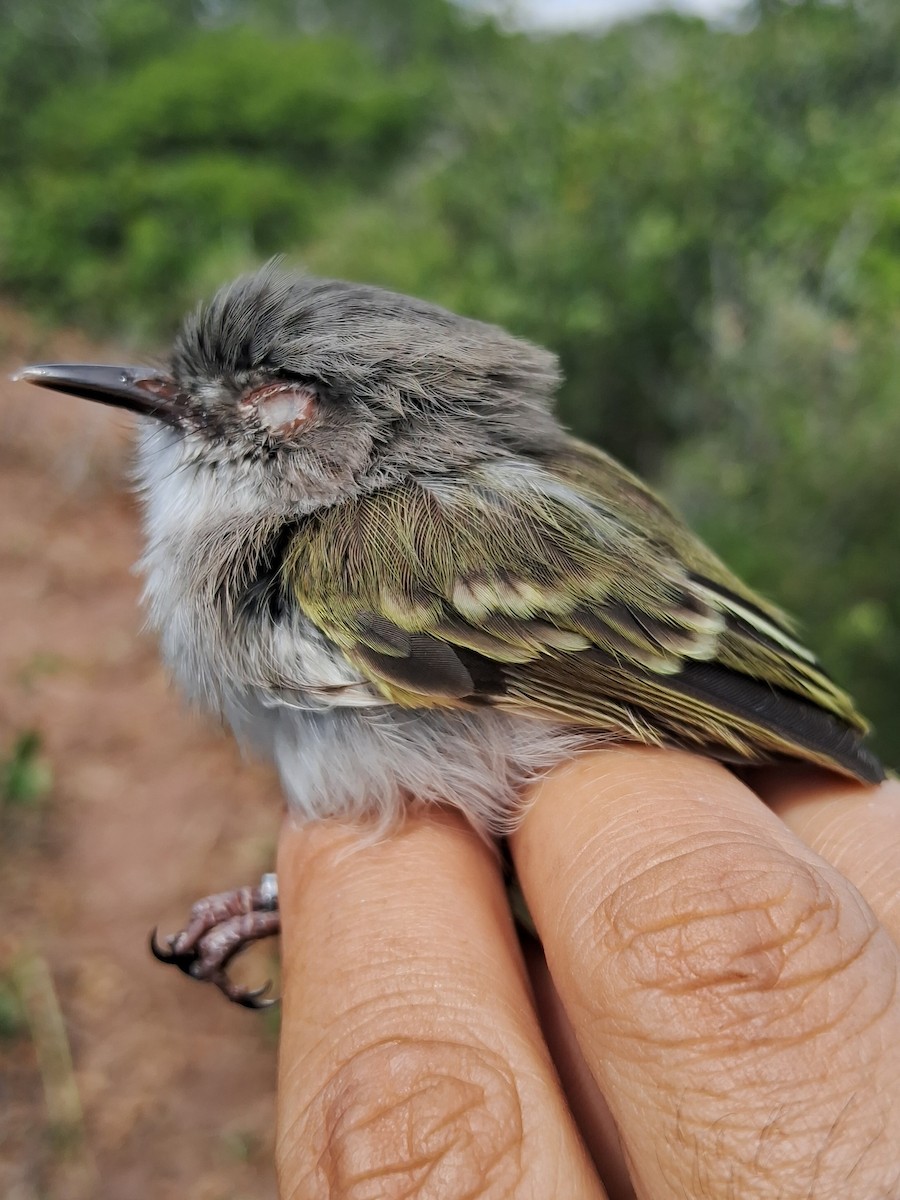 Pearly-vented Tody-Tyrant - ML620629992