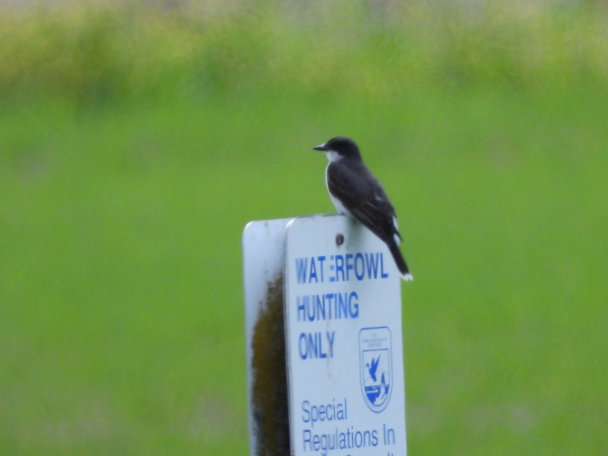 Eastern Kingbird - ML620629994